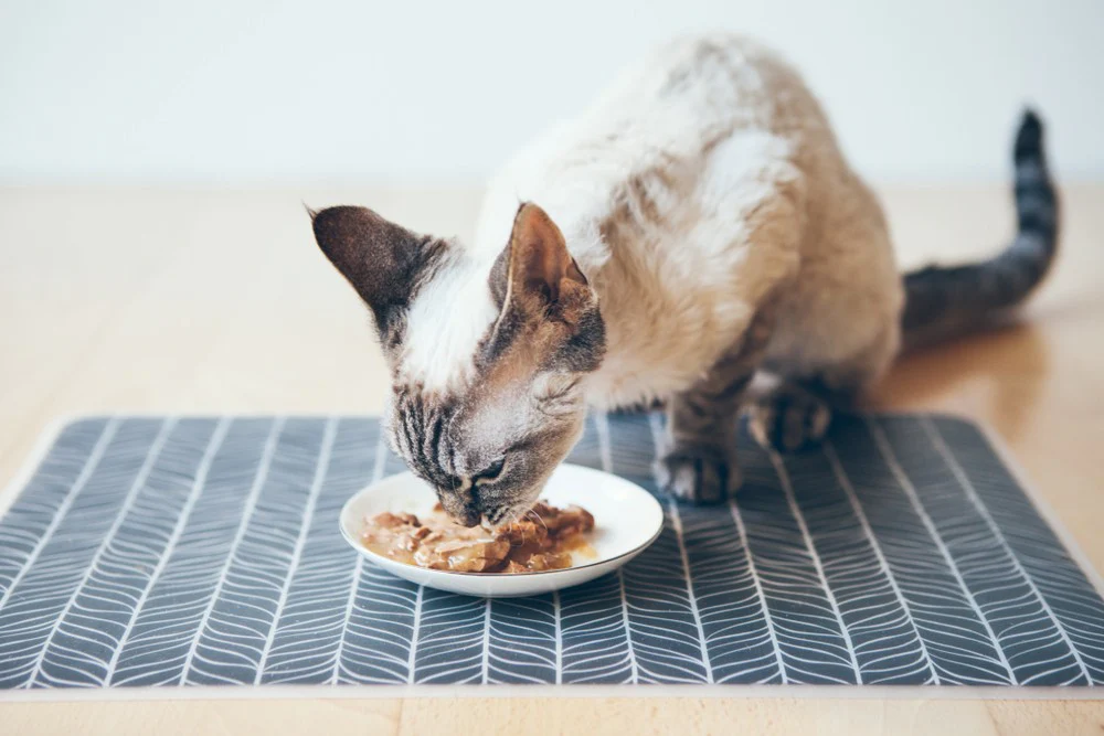 Wet Food vs. Dry Food: Which Is Better for Your Cat?