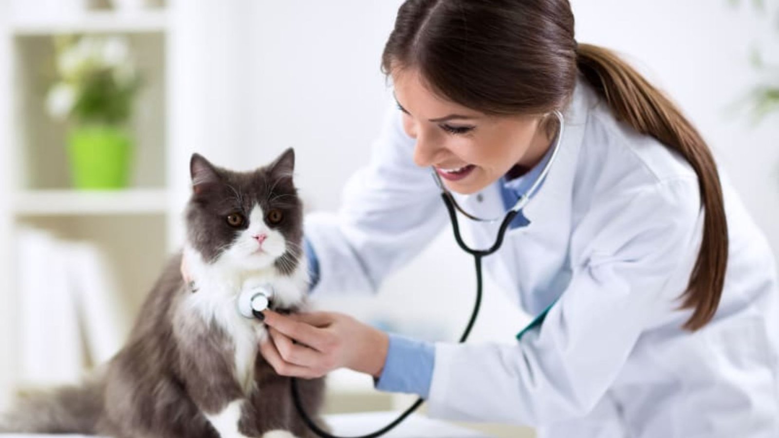 What Are Common Health Problems In Male Cats