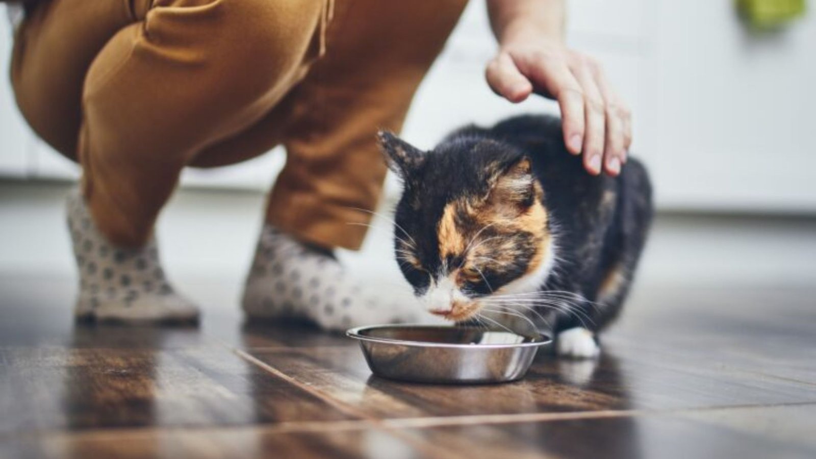 What Are The Benefits Of Raw Cat Food