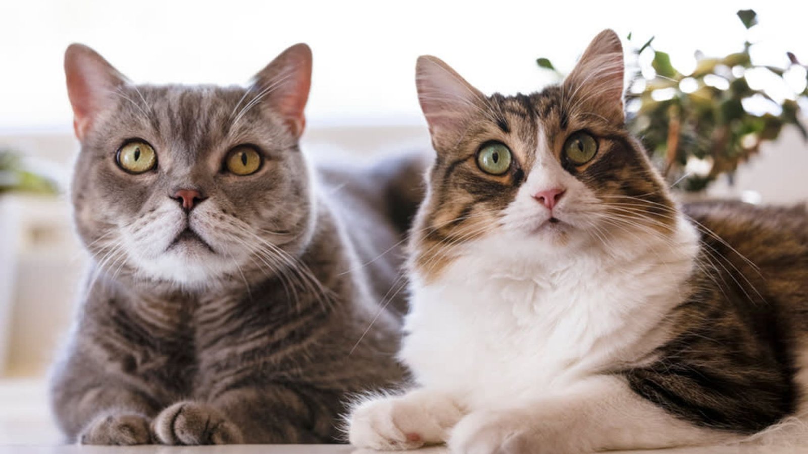 What Are The Traits Of Female Cats