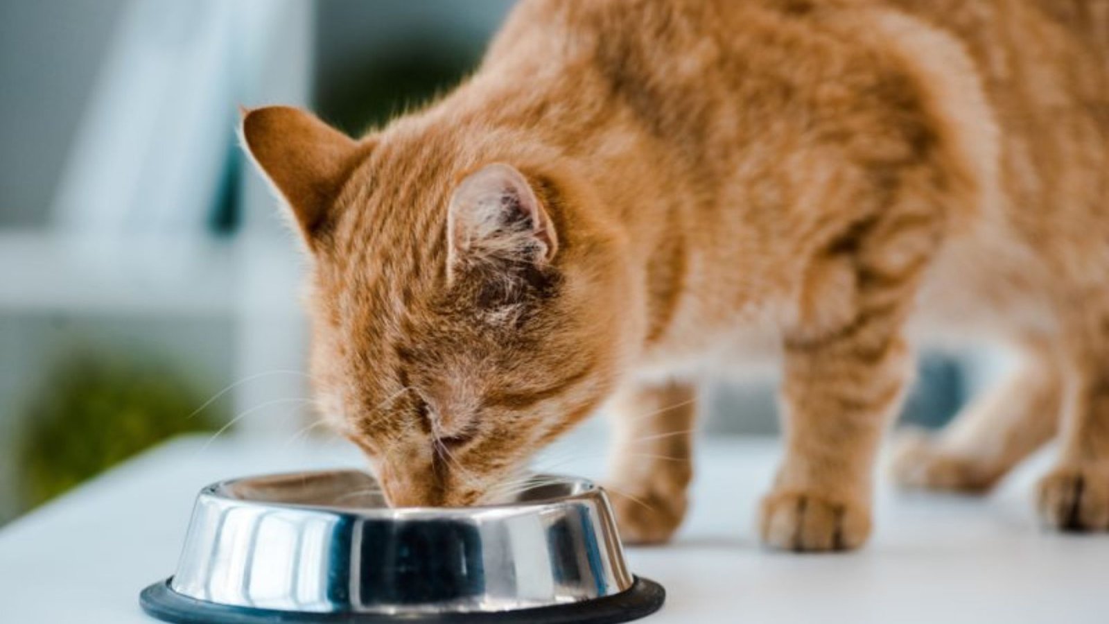 What Ingredients To Avoid In Cat Food