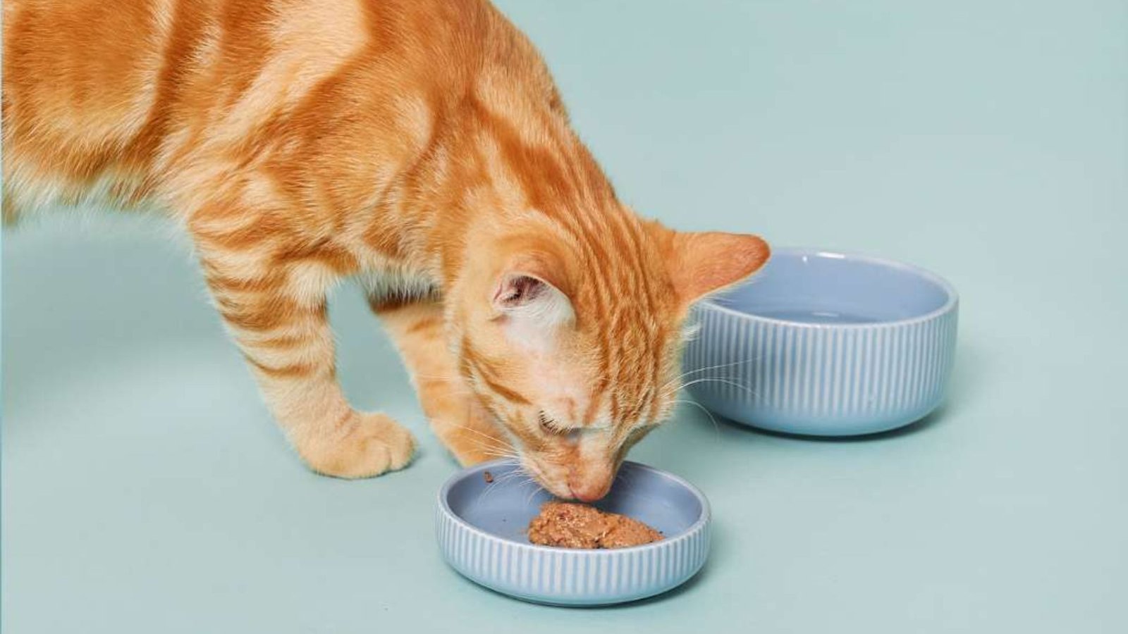 What Ingredients To Avoid In Cat Food