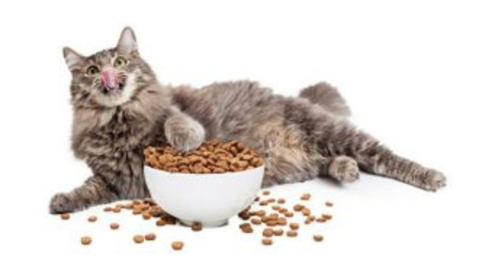 What Is The Best Dry Cat Food