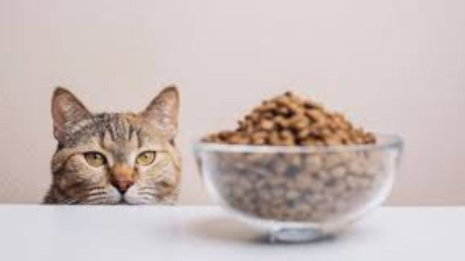 What Is The Best Dry Cat Food