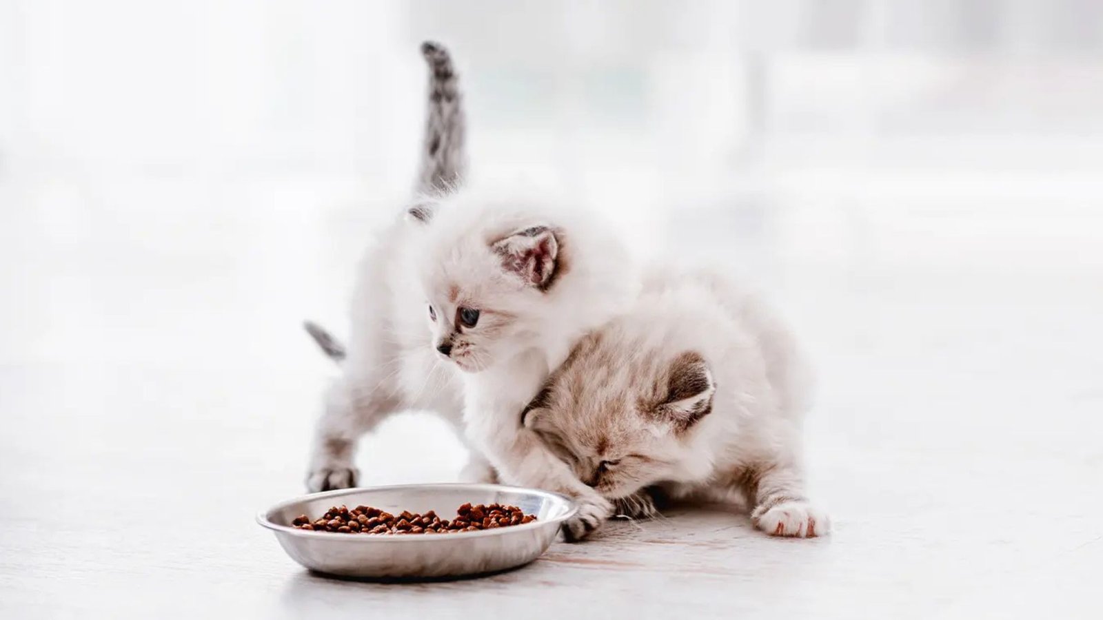 What Is The Best Food For Kittens