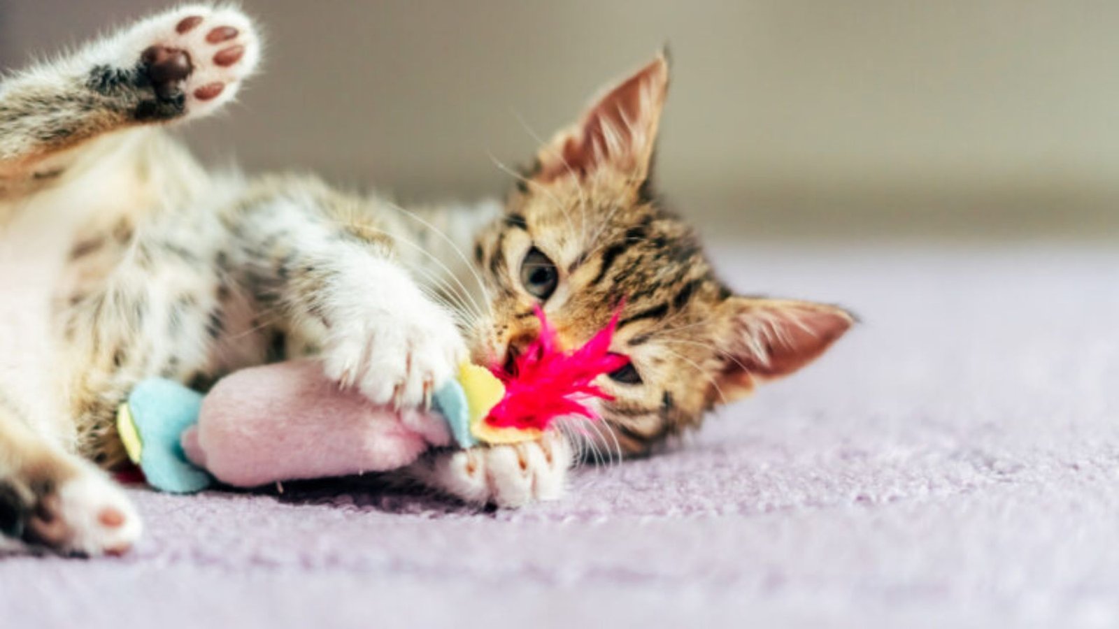 Why Cats Love Interactive Accessories And Toys