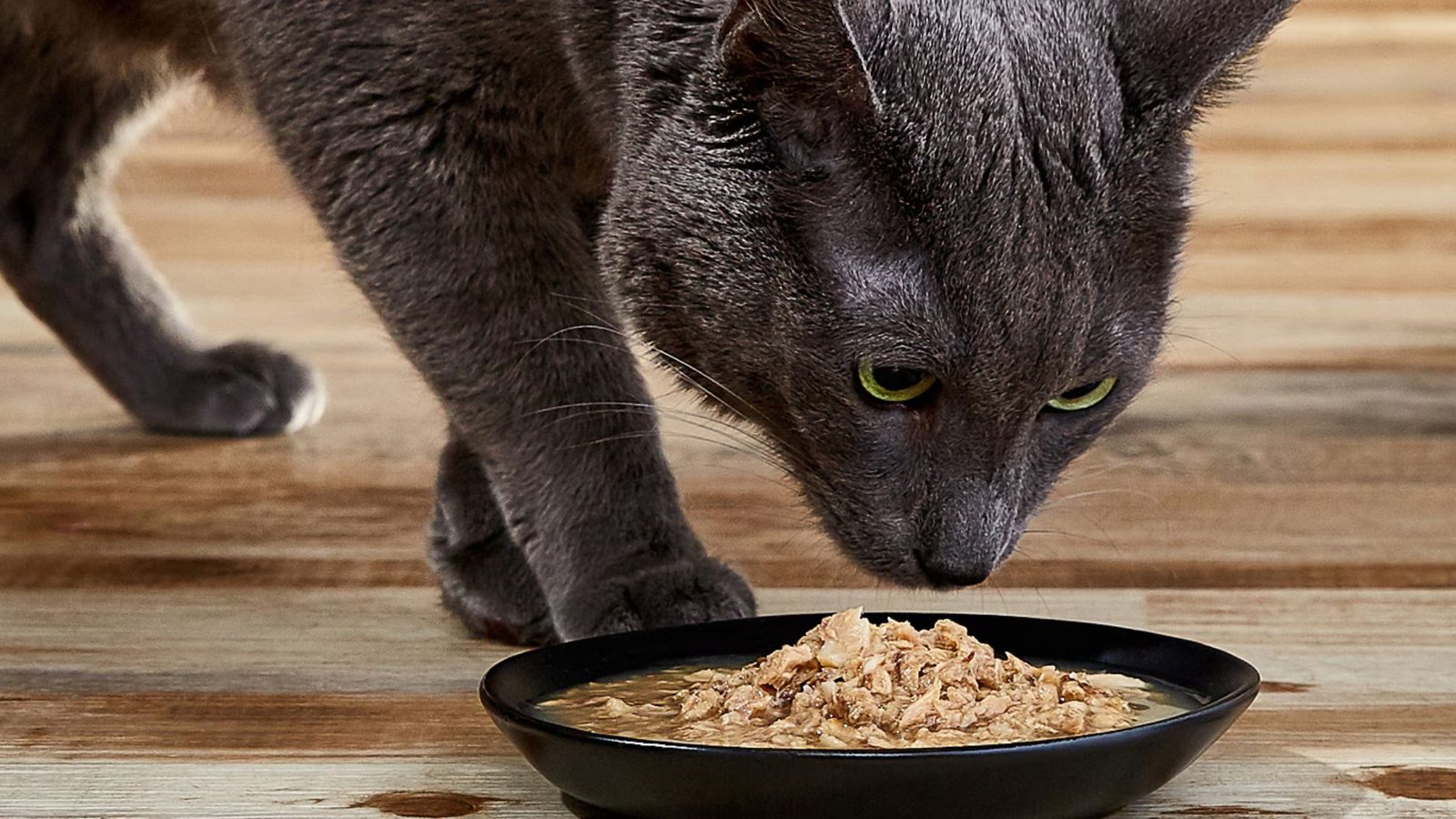 Why Cats Need Protein-Rich Cat Food