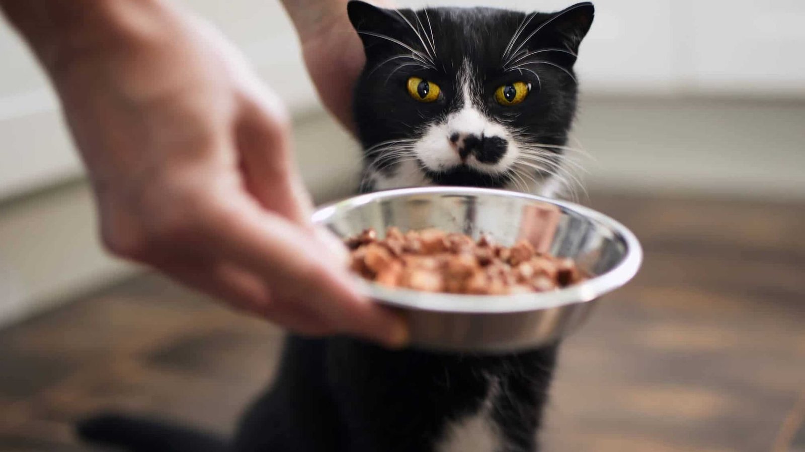 Why Cats Need Protein-Rich Cat Food.