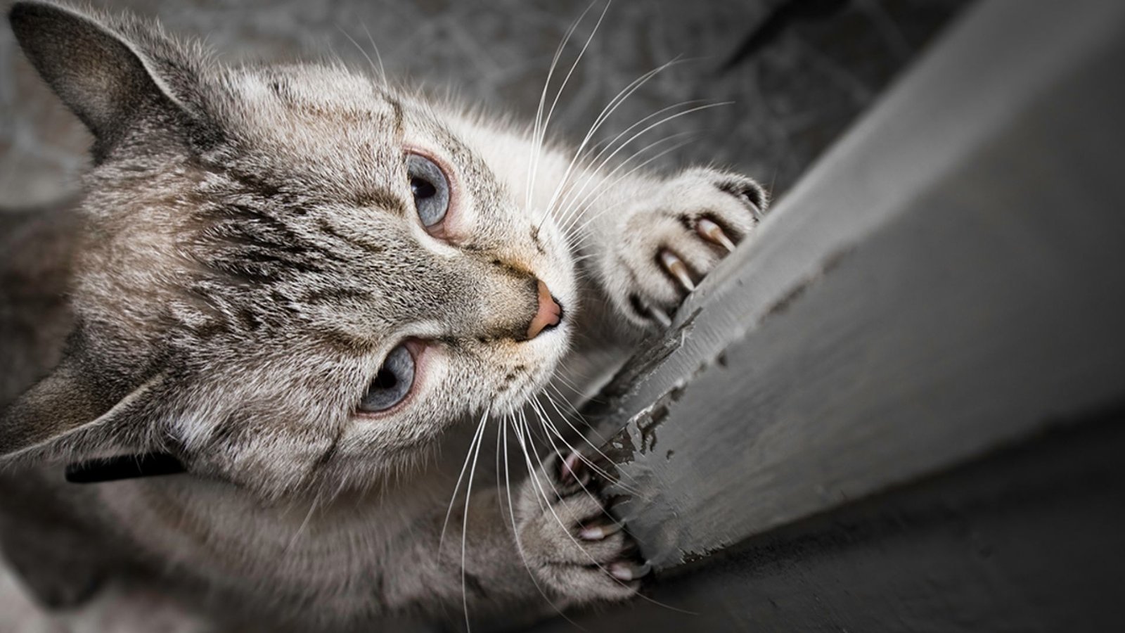 Why Do Cats Love Scratching Furniture