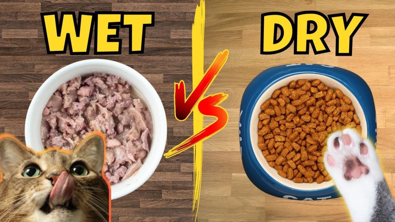 Why Is Wet Cat Food Better Than Dry