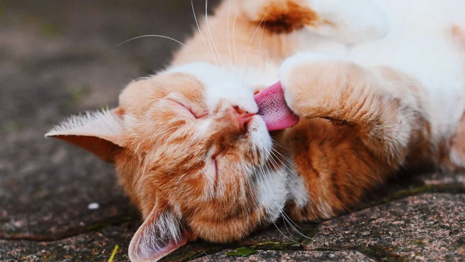 Why Male Cats Are Often More Playful